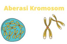 Jenis Aberasi Kromosom
