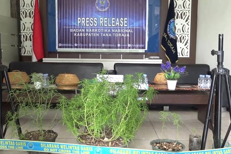 BNN Tana Toraja, Sulawesi Selatan mengamankan sejumlah tanaman ganja yang ditanam WS di belakang rumahnya, Senin (13/11/2023)