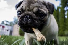 Bisakah Anjing Makan Tulang?