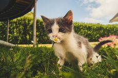 Kenapa sih, Kucing Senang Makan Rumput?