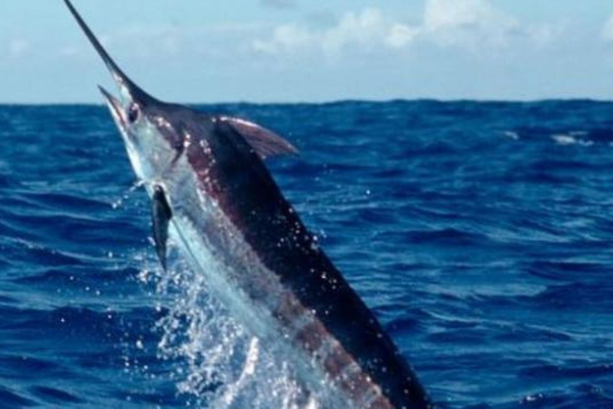 Ikan marlin.