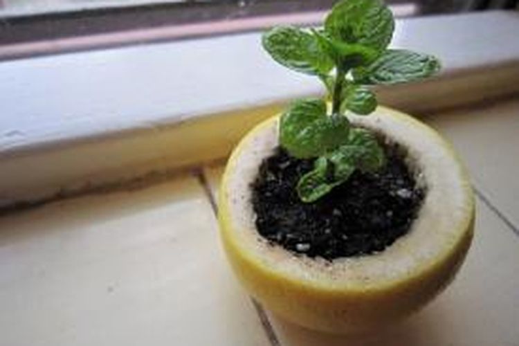 Bagian luar buah lemon bisa digunakan untuk menumbuhkan bibit. Setelah mengeluarkan kecambah, benih bisa dipindahkan ke dalam pot atau taman.