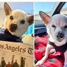 Mengenal Gino, Anjing Tertua di Dunia yang Masih Hidup