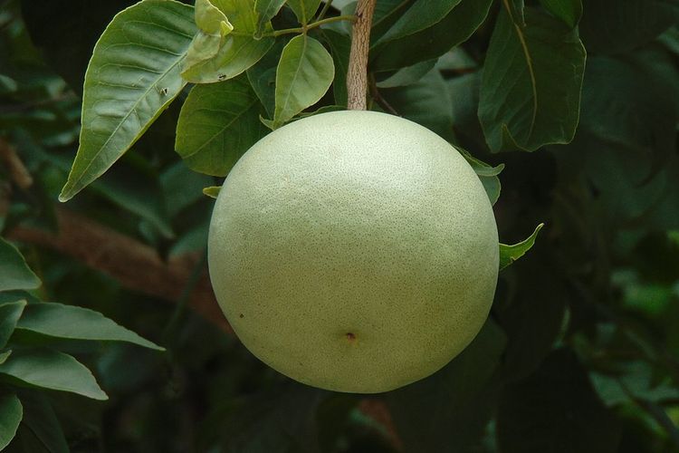 Ilustrasi buah maja.