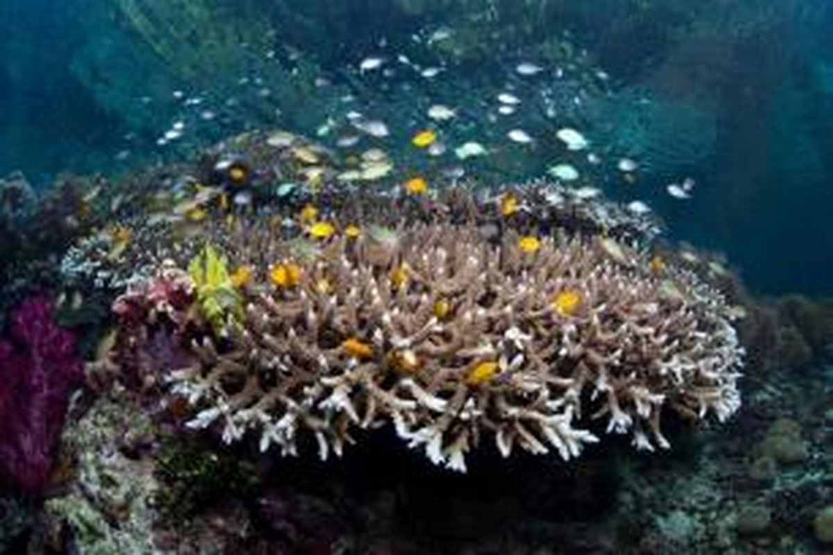 Ikan, karang, invertebrata lainnya tumbuh di air dangkal di laguna yang dilindungi di Raja Ampat, Papua Barat, Indonesia. Daerah ini merupakan salah satu yang paling beragam secara biologis di bumi dalam hal kehidupan laut.
