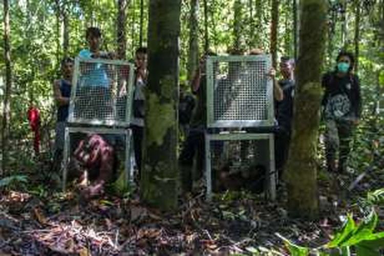 Desi dan Susi, dua individu orangutan betina saat dilepasliarkan di hutan lindung Gunung Tarak, Kabupaten Ketapang, Kalimantan Barat (20/5/2016). 