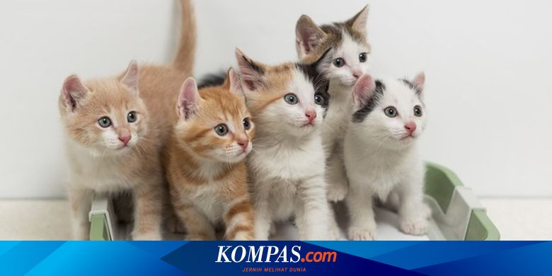 Tips Sederhana Merawat Kucing Dari Dokter Hewan Ipb Halaman All Kompas Com