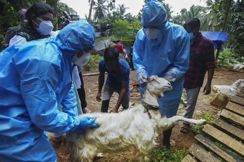 POPULER GLOBAL: India Waspadai Virus Nipah, Lebih Mematikan dari Covid-19 | Sirajuddin Haqqani Jadi Mendagri Afghanistan