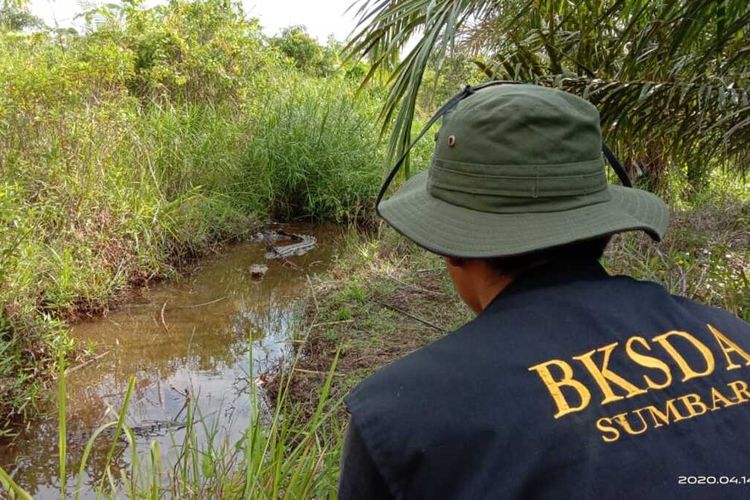 Staf BKSDA Agam, Sumbar melakukan pemantauan terhadap buaya yang menetaskan telurnya, Selasa (14/4/2020) di Agam