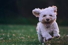 Penyebab, Tanda, dan Cara Mangatasi Anjing Peliharaan yang Hiperaktif