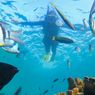 Itinerary Paket Snorkeling Sehari di Karimunjawa, Puas Jelajah Indahnya Bawah Laut