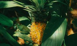 Nanas Bukan Hanya Buahnya, Daunnya Jadi Peluang Emas Industri Serat