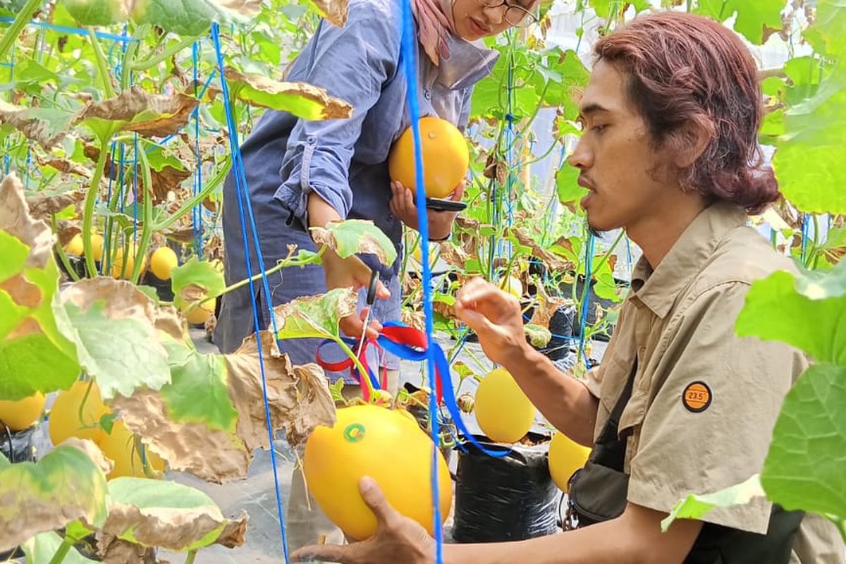 Warga memanen melon golden berkualitas premium yang dijadikan sebagai Pendapatan Asli Desa (PAD) Pakem, Kecamatan Gebang, Purworejo, Jawa Tengah pada Rabu (4/1/2023). Desa Pakem merupakan salah satu desa di sebelah barat laut pusat kota Purworejo. Jaraknya sekitar 10 kilometer dari alun-alun kabupaten.
