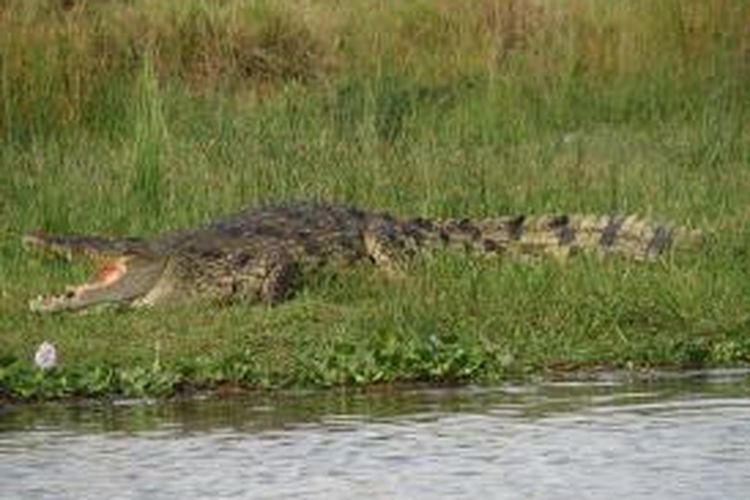 Seekor buaya Nil dewasa sedang berjemur di tepi sungai.