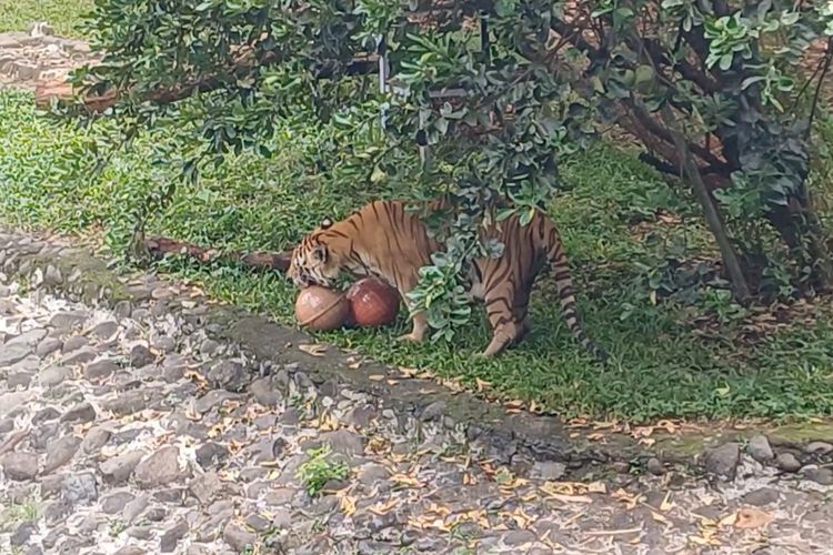 Potret harimau saat diberi makan oleh perawatnya di salah satu kandang di Taman Margasatwa Ragunan, Jakarta Selatan, Selasa (26/12/2023).