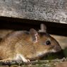 Apakah Infeksi karena Gigitan Tikus Bisa Diobati?