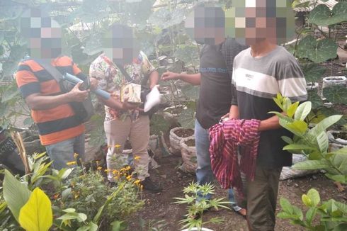 Tanam Pohon Ganja Pakai Pot di Rumahnya, Seorang Pria di Lombok Tengah Ditangkap Polisi