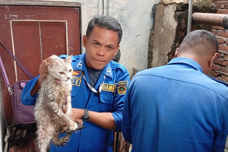 SELAMAT—Inilah kucing milik Edo Saputro, warga Desa Kaibon, Kecamatan Geger, Kabupaten Madiun, Jawa Timur yang berhasil dievakuasi tim Damkar Pemkab Madiun, Selasa (11/11/2025).