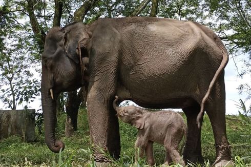 Menanti Calon Presiden yang Peduli Keselamatan Gajah Sumatera