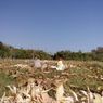 Cerita Petani di Sumbawa Menangis Harga Jagung Anjlok Rp 2.900 Per Kilogram