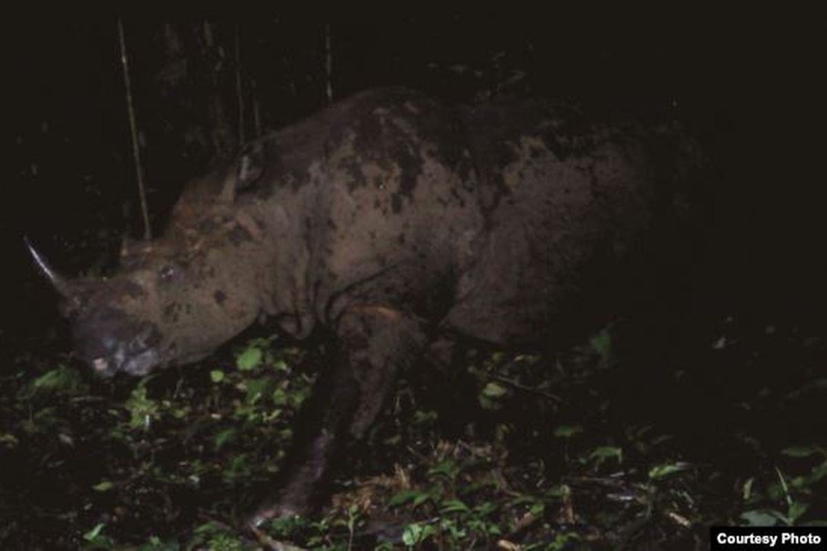 Badak Sumatera yang berhasil terekam camera trap di kawasan Taman Nasional Gunung Leuser, Aceh.