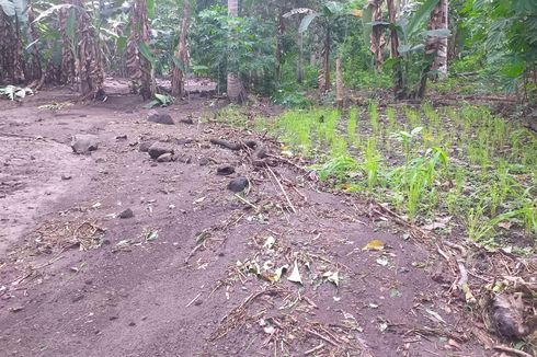 Banjir Lahar Dingin Lewotobi Terjang 4 Hektare Lahan Pertanian
