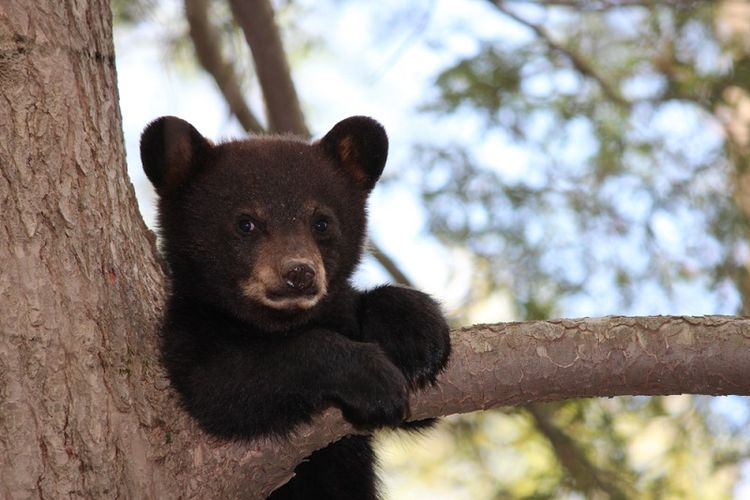 Ilustrasi anak beruang. (Shutterstock)