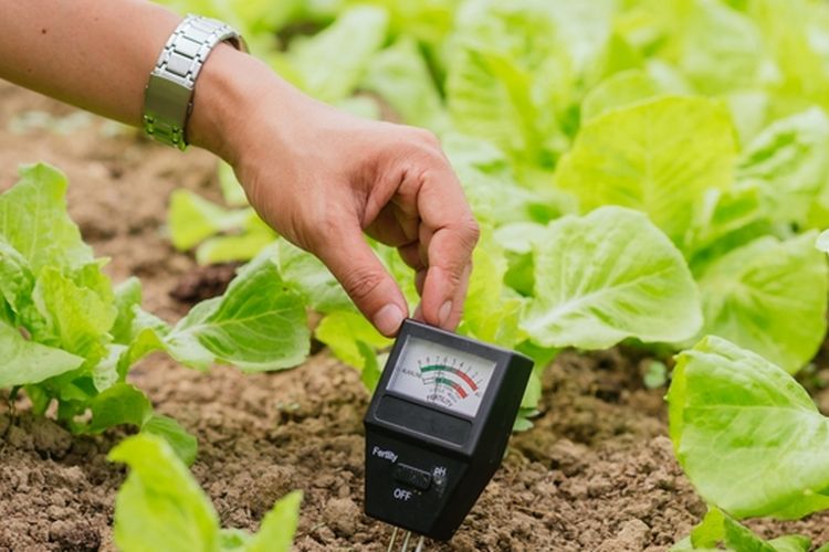 Ilustrasi penggunaan pH meter untuk mengukur tingkat keasaman tanah. 