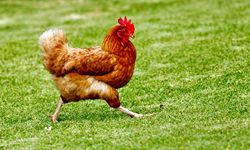 Temuan Unik, Ayam Juga Bisa Tersipu saat Emosional