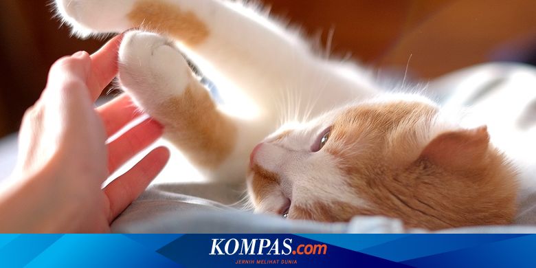 Tidur Ditemani Kucing, Begini Uniknya Hostel Neko Hatago di Osaka - Vimarsana News