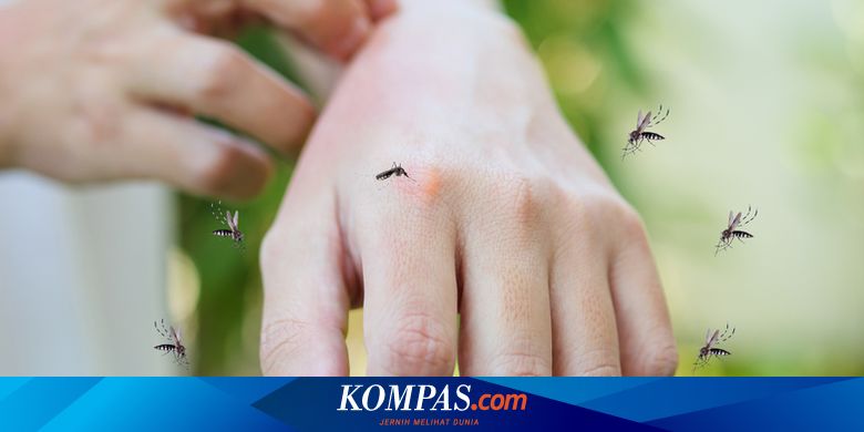 Pemilik Golongan Darah O Lebih Sering Digigit Nyamuk, Ini Alasannya