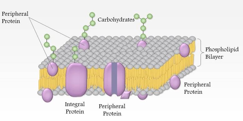 Gambar membran sel dan bagiannya