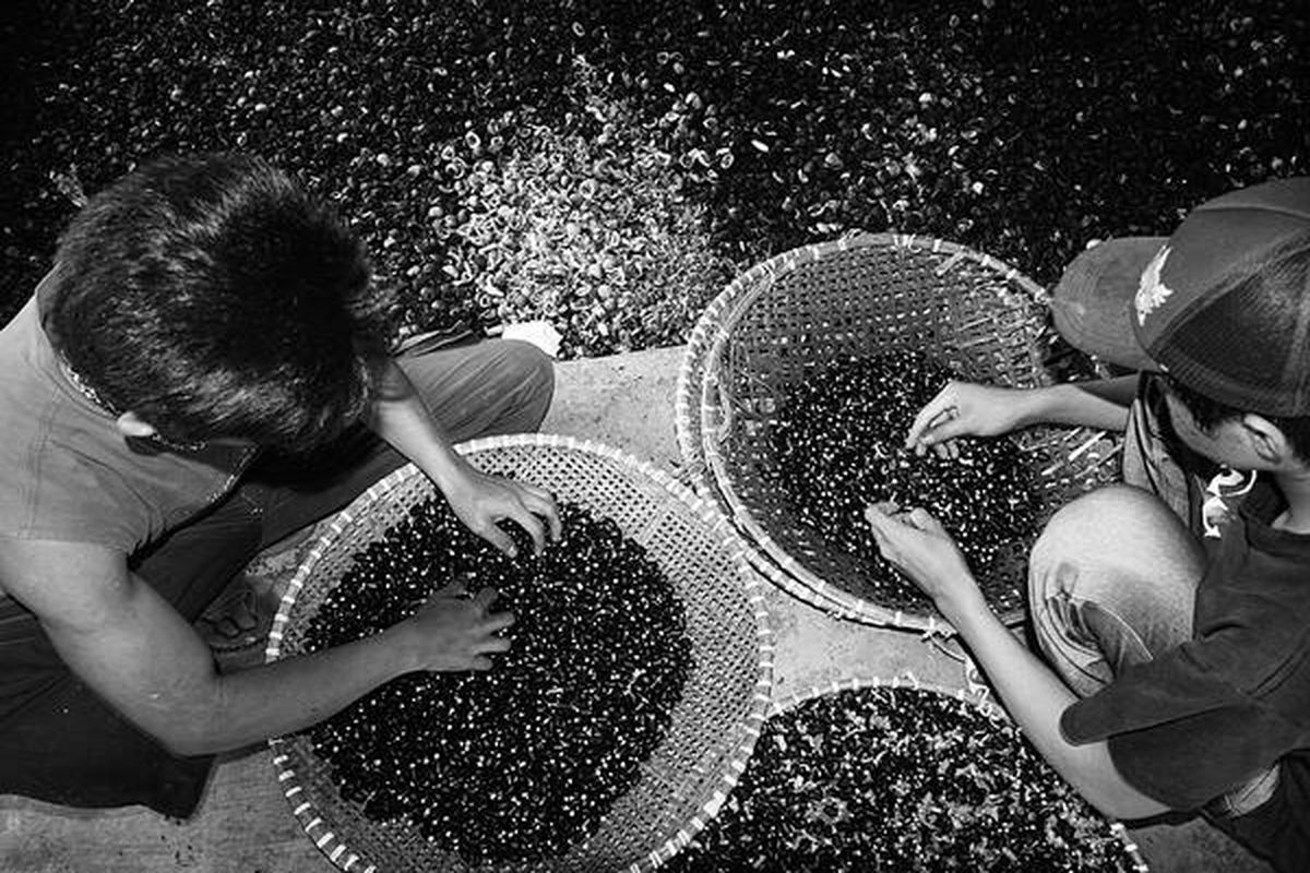 Karyawan di Kebun Induk Jarak Pagar (KIJP) Deptan, di Pakuwon, Sukabumi, Jawa Barat, memisahkan biji jarak dengan daging buah, Kamis (26/6).  