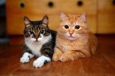Ingin Sterilisasi Kucing? Simak Dulu Perawatan Sebelum dan Sesudahnya