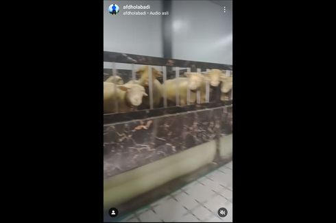 Viral, Video Kandang Domba Mewah di Banjarnegara, Ini Cerita Pemiliknya