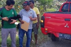 Seekor Anak Beruang yang 2 Kakinya Lumpuh Ditemukan di Area Perusahaan