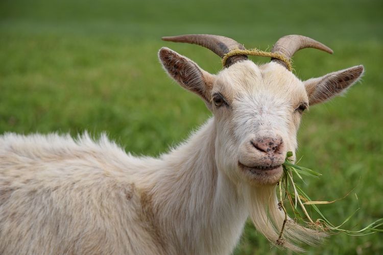 ilustrasi kambing makan rumput