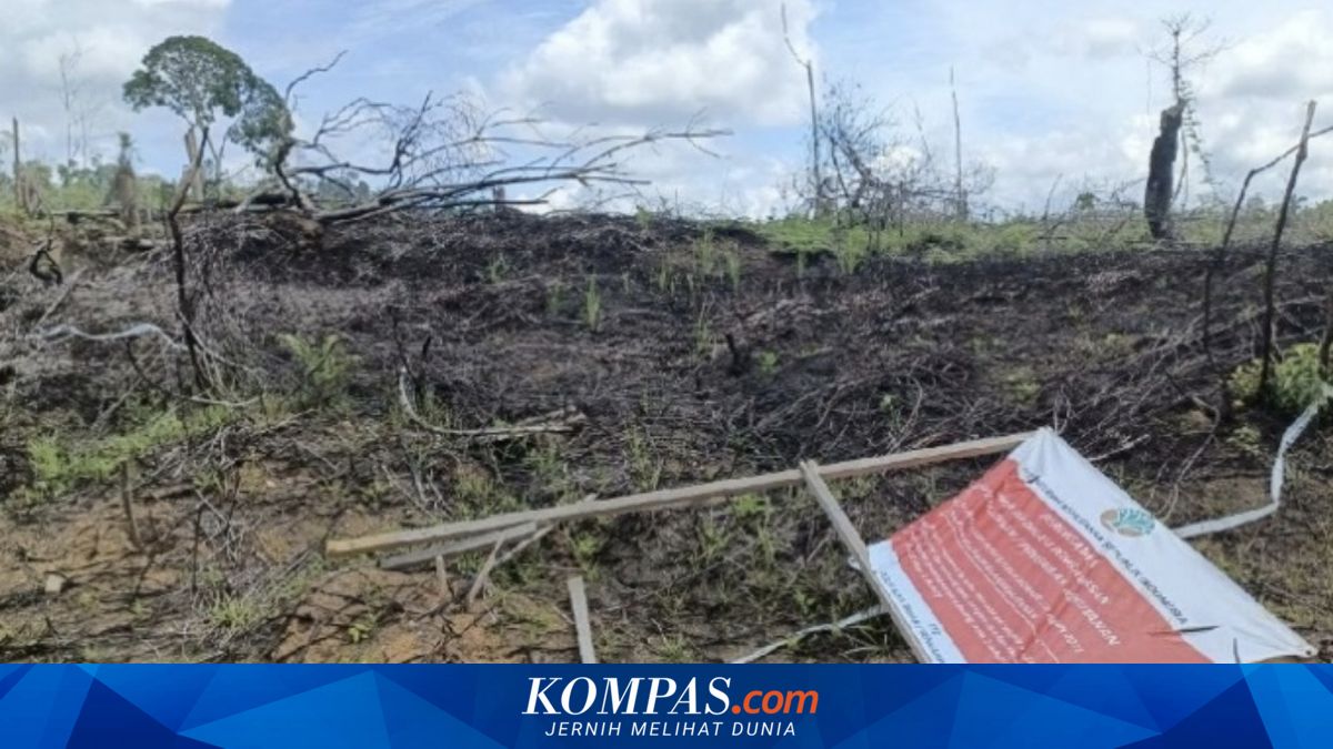 Sebut Operasi Satgas Hanya Simbolik, Genesis: Kebun Sawit Ilegal di Habitat Gajah Bengkulu Masih Utuh