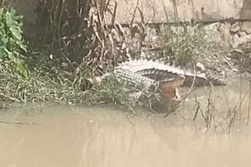 2 Ekor Buaya yang Berkeliaran Menunjukkan Perilaku Tidak Lazim