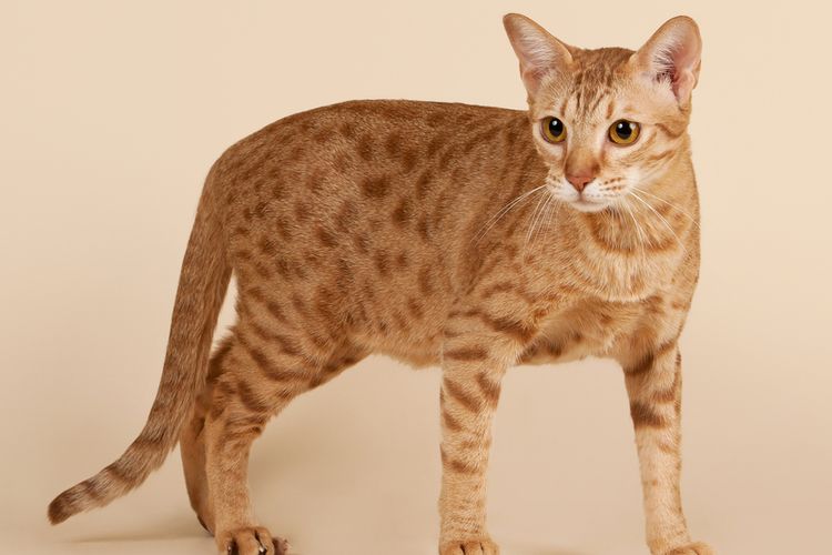 Ilustrasi kucing ocicat. 