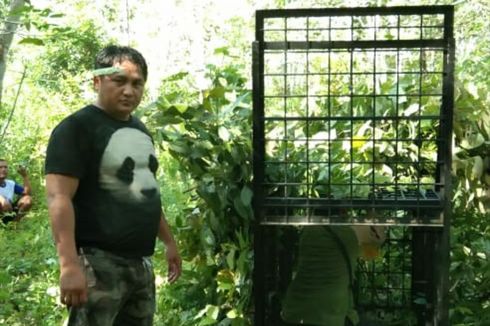 BKSDA Pasang Perangkap untuk Beruang yang Serang Manusia di Riau