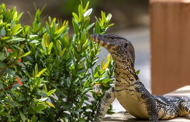 13 Cara Mengusir Biawak dan Mencegahnya Masuk ke Dalam Rumah ...