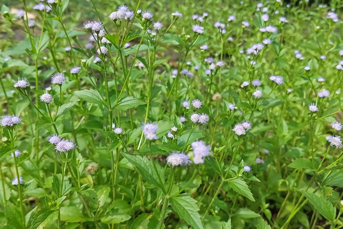Ilustrasi gulma bandotan atau babandotan, daun babandotan. 