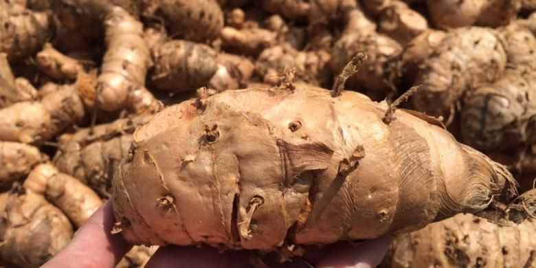 Tanaman obat tradisional temulawak.