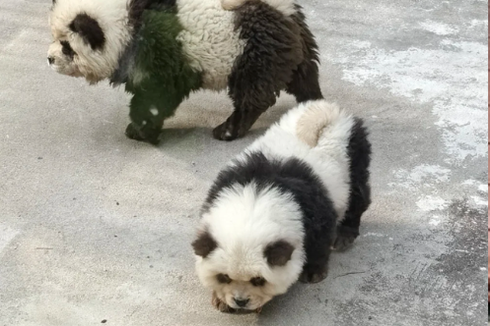 Kebun Binatang di China Warnai 2 Anjing Jadi Mirip Panda, Tarik Banyak Pengunjung tapi Tuai Kritik