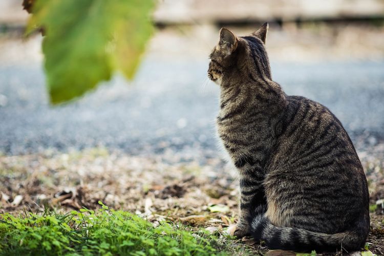 Kucing yang pikun bisa mengalami perubahan tingkah laku dan rutinitas.