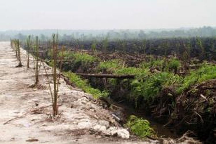 Lahan gambut yang ditanami sawit usai dibakar disegel oleh Kepolisian dan Kementerian Kehutanan dan Lingkungan Hidup (2810/2015). 