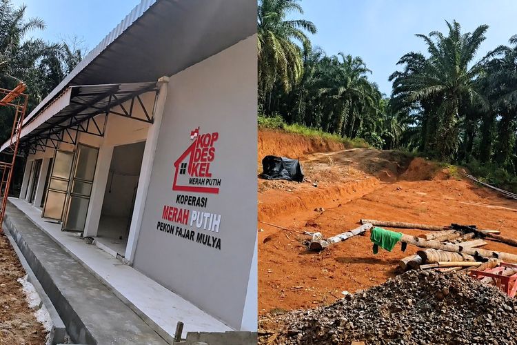 Viral Video KDMP Fajar Mulya, Pringsewu, Dibangun di Tengah Kebun, Kepala Pekon Beri Klarifikasi