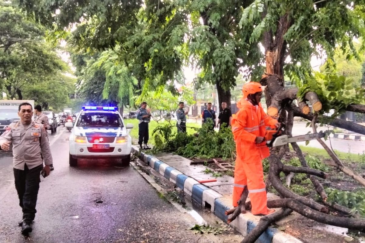 Proses pembersihan pohon tumbang di Sidoarjo, Senin (6/1/2025).