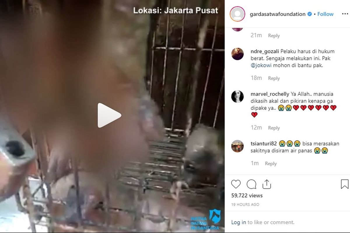 Tangkapan layar video anjing yang diduga disiram cairan kimia di Jakarta Pusat (instagram Garda Satwa Foundation).